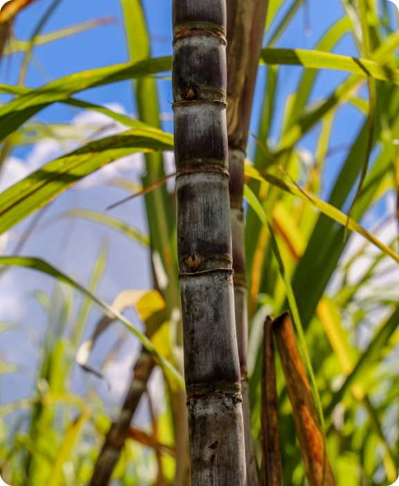 Sugar Plant